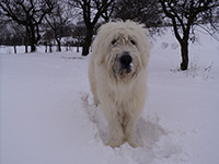 abruzzese shepherd dog baffo type